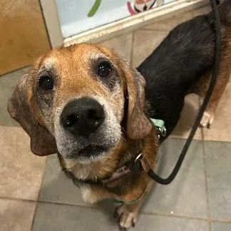 A senior medium-sized male Red / Chestnut / Orange Mixed Breed dog named Barry for adoption in Chattanooga, TN