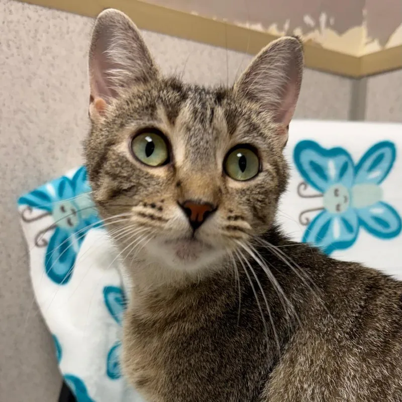 A young medium-sized female Brown / Chocolate Domestic Short Hair cat named Emmy for adoption in Naperville, IL