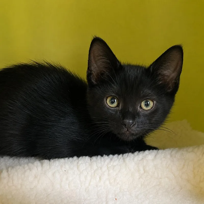 A baby medium-sized female Black Domestic Short Hair cat named Clementine for adoption in Pontiac, MI