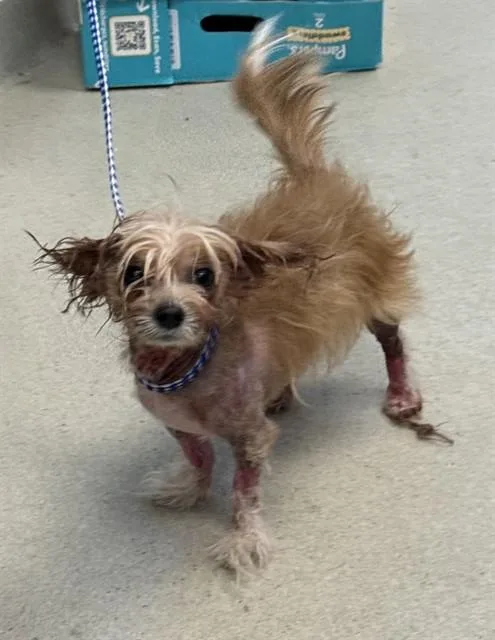 A young small-sized male Chinese Crested Dog dog named Toodles for adoption in Haw River, NC