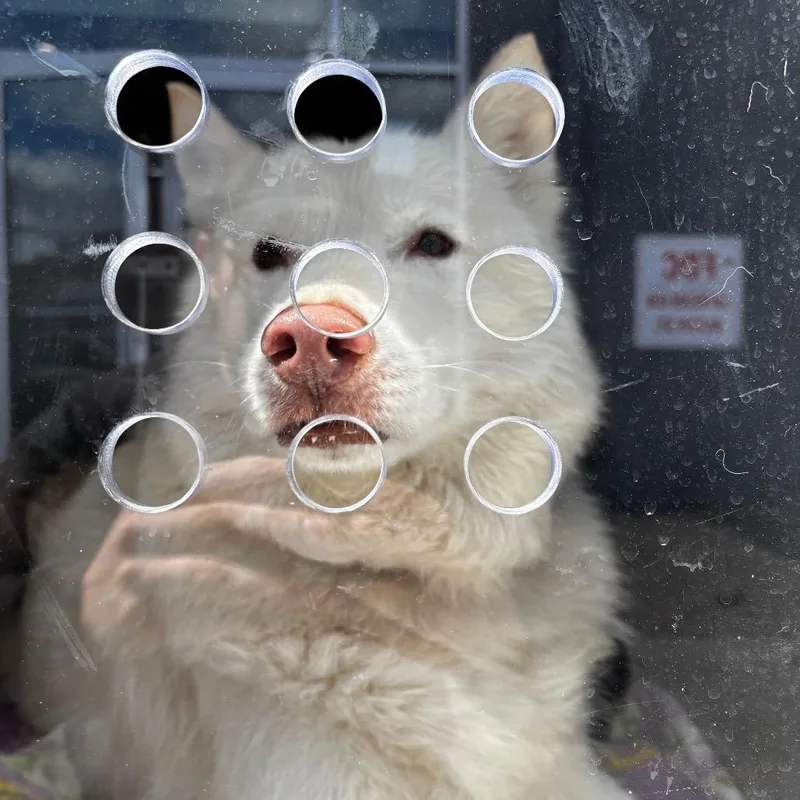 A senior large-sized male White / Cream Siberian Husky dog named Peppermint Bark for adoption in Philadelphia, PA