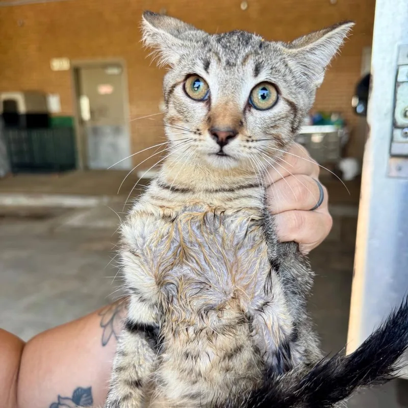 A baby small-sized male Brown / Chocolate Domestic Short Hair cat named Macy for adoption in Birmingham, AL