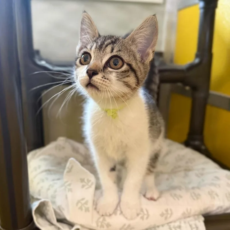 A baby medium-sized female Tabby (Brown / Chocolate) Domestic Short Hair cat named Sugar Pie for adoption in Penn Yan, NY