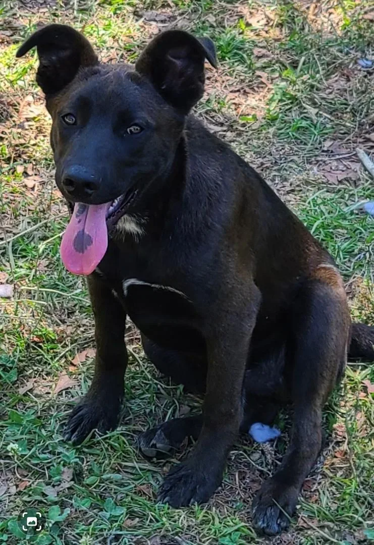 A baby medium-sized male Bicolor German Shepherd Dog dog named Brutus for adoption in Sanford, NC