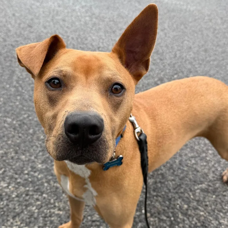 An adult medium-sized male Red / Chestnut / Orange Mixed Breed dog named Buzz for adoption in Hampton Bays, NY