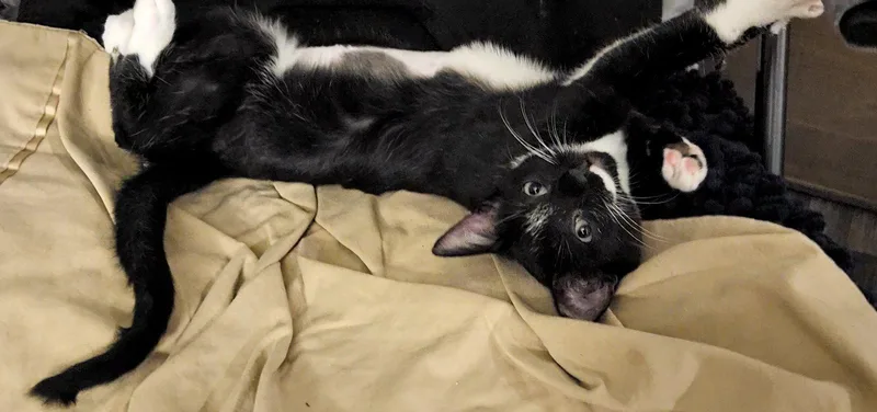 A young medium-sized female Domestic Short Hair cat named Mischievous for adoption in Chandler, AZ