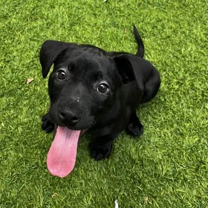 A young large-sized female Pit Bull Terrier dog named Quincy for adoption in Kansas City, MO