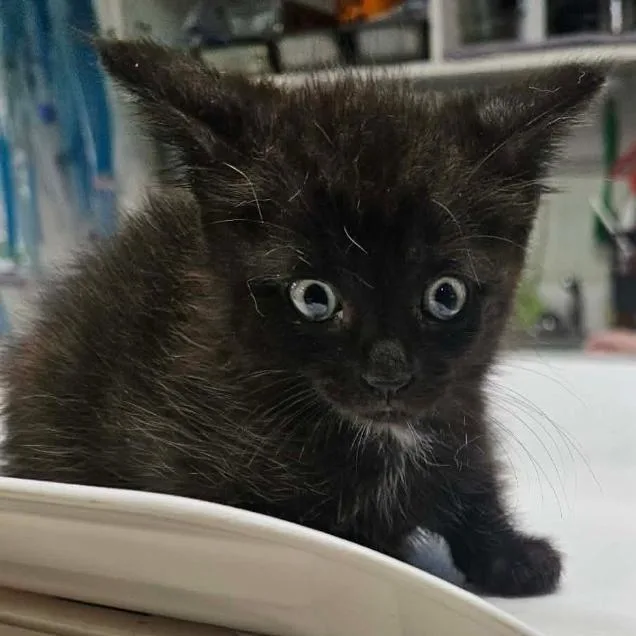 A baby medium-sized male Black Domestic Short Hair cat named Sir LixALot for adoption in Rocky Mount, VA