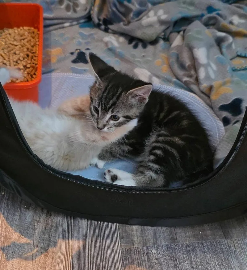 A baby small-sized male Gray / Blue / Silver Domestic Short Hair cat named Sketch for adoption in Virginia Beach, VA