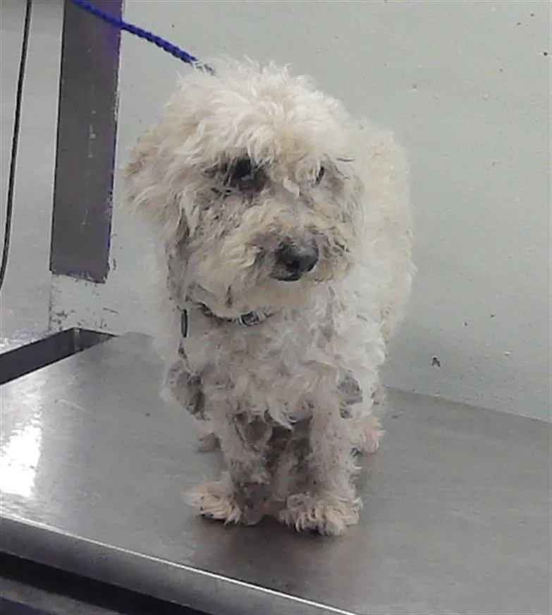 An adult small-sized male Poodle dog named Tololongo for adoption in Houston, TX