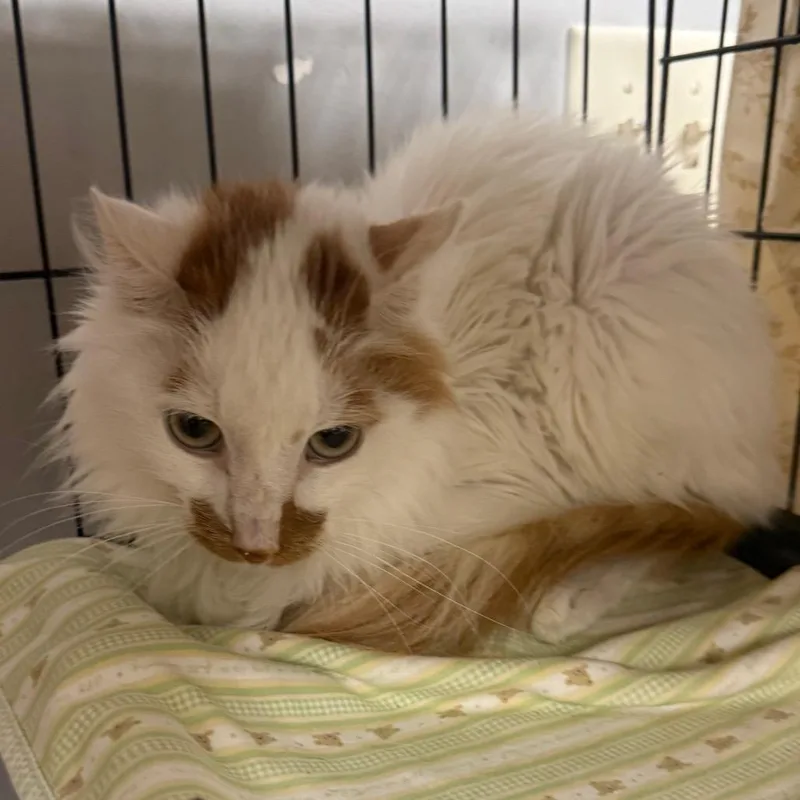 A young medium-sized male White Domestic Long Hair cat named Beetle for adoption in Normal, IL