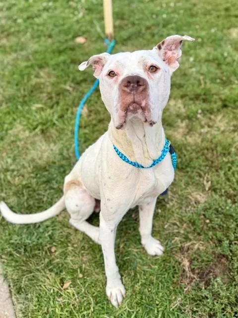 An adult medium-sized male Terrier dog named Galaxy for adoption in Olivette, MO