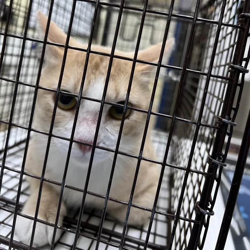 An adult medium-sized male Orange / Red Domestic Short Hair cat named Jefferson for adoption in Galveston, TX