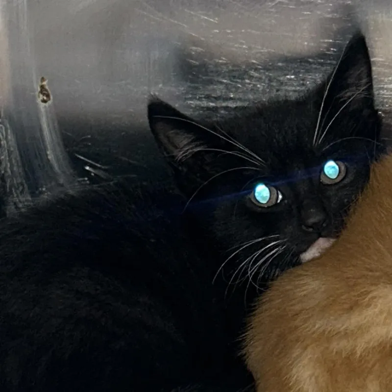 A baby small-sized female Black Domestic Short Hair cat named Valley for adoption in Newark, NJ