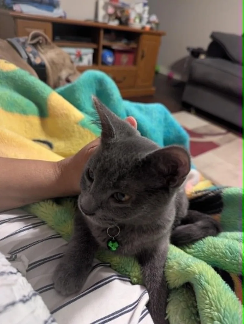A baby medium-sized male Gray / Blue / Silver Domestic Short Hair cat named Milk Dud for adoption in Overland Park, KS