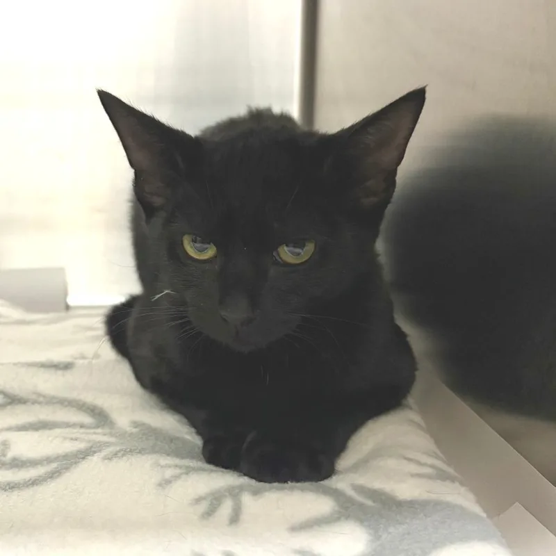 A young medium-sized female Black Domestic Short Hair cat named Eclair for adoption in East Hampton, NY