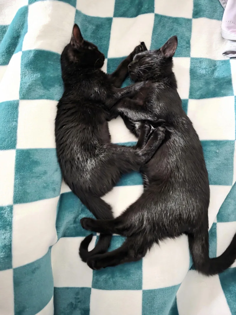 C Litter Maureen❤️