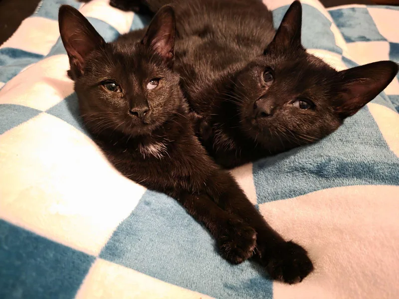 C Litter Maureen❤️ thumbnail 2