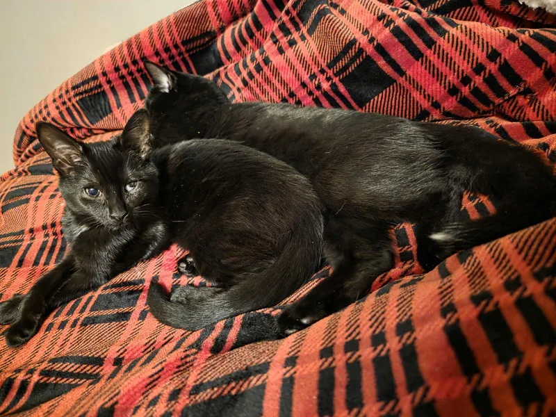 C Litter Maureen❤️ thumbnail 3