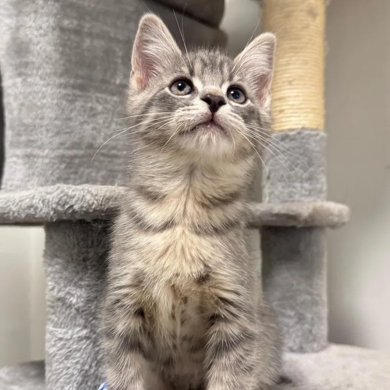 A baby small-sized male Gray / Blue / Silver Domestic Short Hair cat named KMart for adoption in York, PA