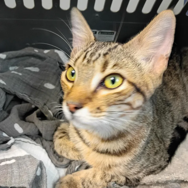 A baby medium-sized male Tabby (Buff / Tan / Fawn) Domestic Short Hair cat named Chase for adoption in Beaufort, SC