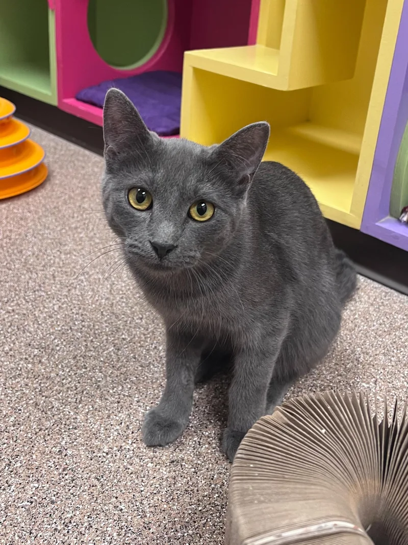 An adult medium-sized male Gray / Blue / Silver Domestic Short Hair cat named Alden for adoption in Arlington Heights, IL