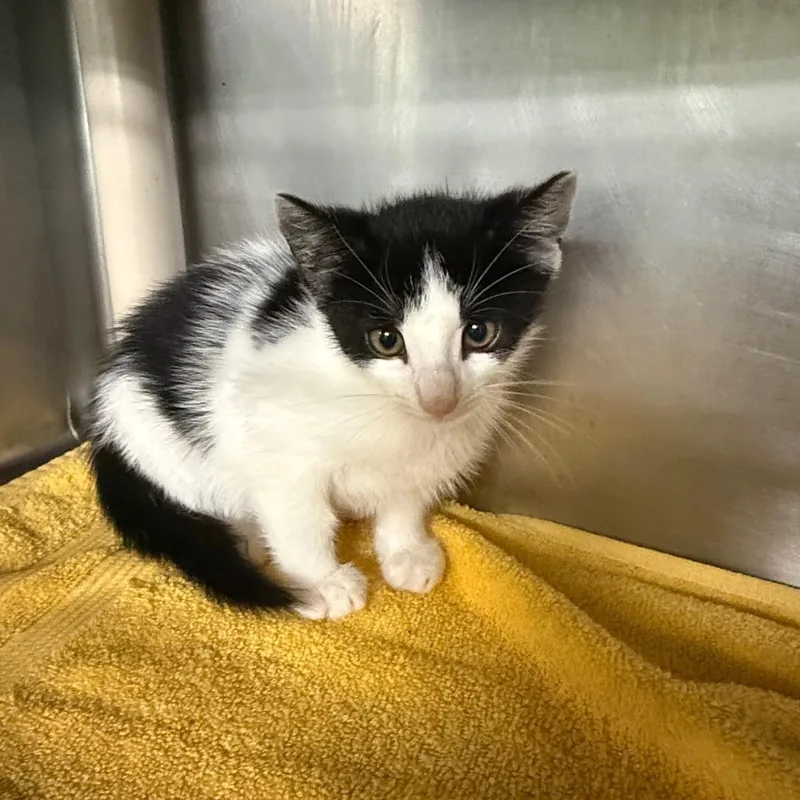A baby small-sized male White Domestic Short Hair cat named Edgar for adoption in Hamilton, GA
