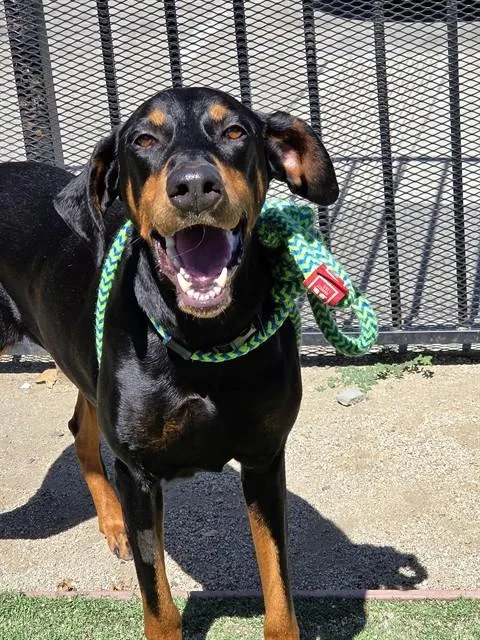 An adult large-sized female Doberman Pinscher dog named Star for adoption in Sacramento, CA