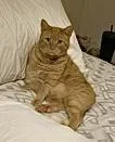 A senior medium-sized male Tabby (Orange / Red) Domestic Short Hair cat named Butterbean for adoption in Seven Valleys, PA