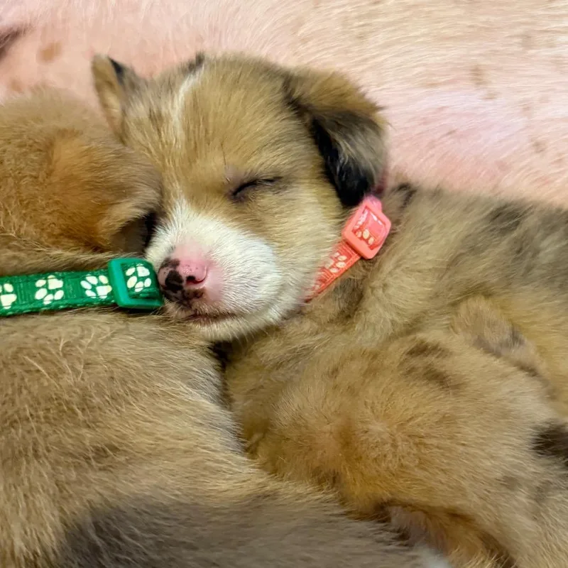 A baby small-sized female Brown / Chocolate Mixed Breed dog named Mosaic for adoption in Buffalo, MN
