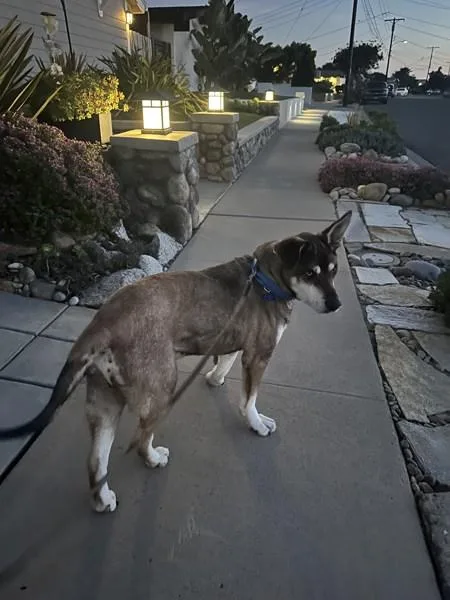 A senior large-sized male Siberian Husky dog named Flash for adoption in San Diego, CA