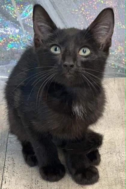 An adult small-sized male Domestic Short Hair cat named Purrlock Holmes for adoption in Shreveport, LA