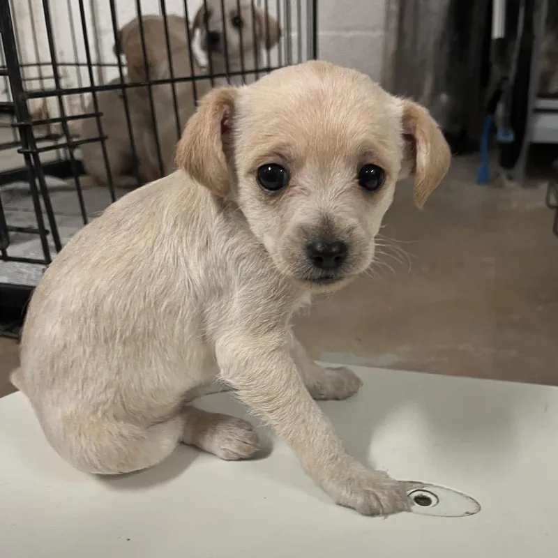 A baby small-sized female White / Cream Labrador Retriever dog named Carrol for adoption in Edinburg, TX
