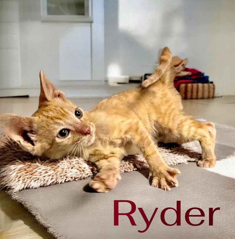 A baby medium-sized male Orange / Red Domestic Short Hair cat named Rebel for adoption in Houston, TX