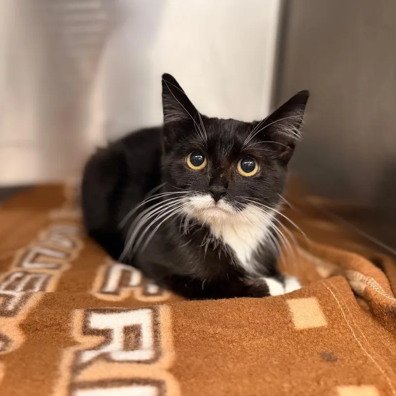 A baby small-sized male Domestic Short Hair cat named Reginald for adoption in Spokane, WA