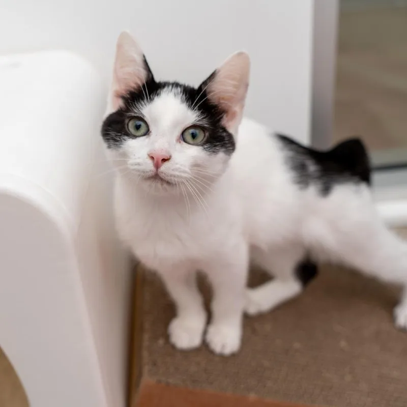 A baby small-sized male Black Domestic Short Hair cat named Bruce Lee for adoption in New York, NY