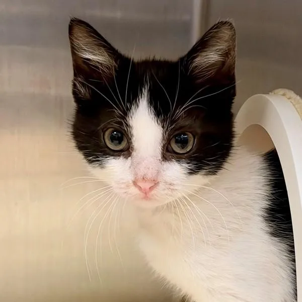 A baby small-sized female Domestic Short Hair cat named Tatia for adoption in Walnut Creek, CA