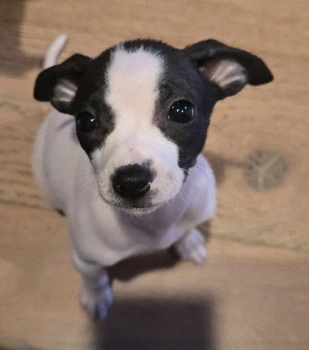 A young small-sized female Chihuahua dog named Nugget for adoption in Sunnyvale, CA