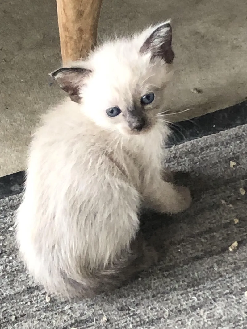 A baby medium-sized female Buff / Tan / Fawn Siamese cat named Duskys Baby for adoption in Torrance, CA