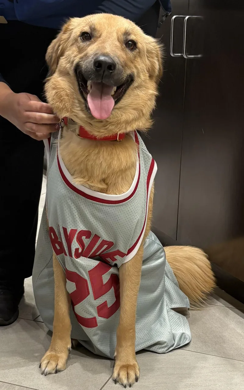 A young medium-sized female Golden Retriever dog named Pepper for adoption in Morristown, NJ