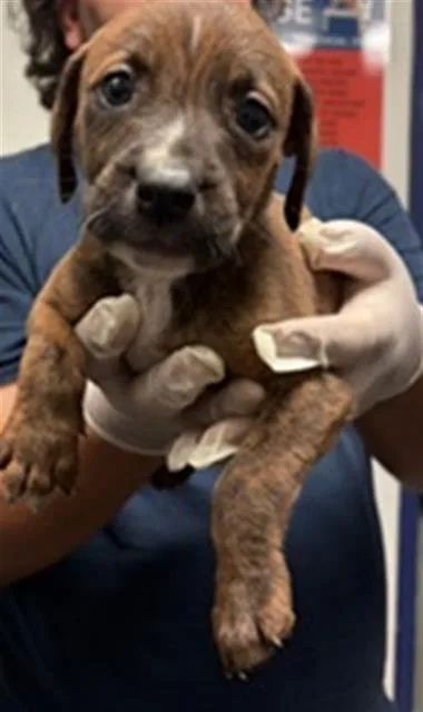 A baby small-sized male Pit Bull Terrier dog named Tim for adoption in Bakersfield, CA