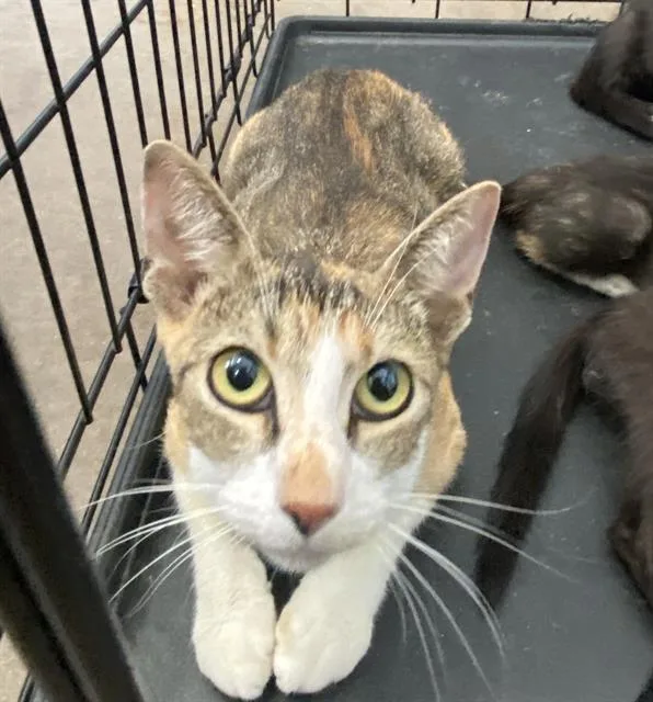 A young medium-sized female Domestic Short Hair cat named A for adoption in Dallas, TX