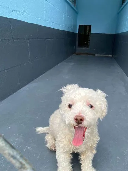 A senior small-sized female Maltese dog named Fluffy Cloud for adoption in Daytona Beach, FL