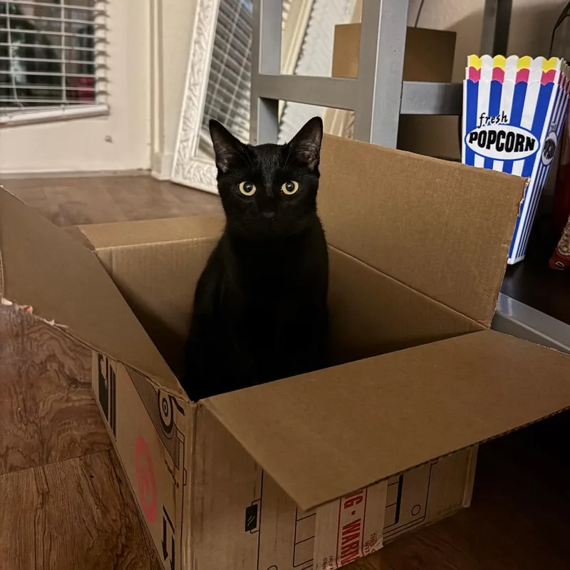 A young medium-sized male Domestic Short Hair cat named Jackie QuincyIJ for adoption in Tallahassee, FL
