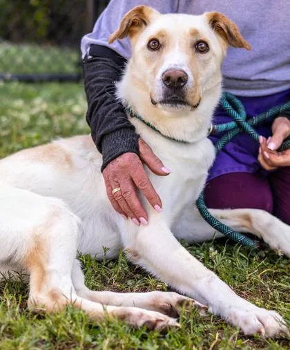 An adult large-sized male Mixed Breed dog named Scriggles for adoption in Chamblee, GA