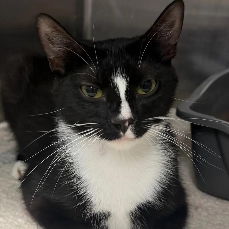An adult medium-sized female Black Domestic Short Hair cat named Mary Sunshine for adoption in Port Charlotte, FL