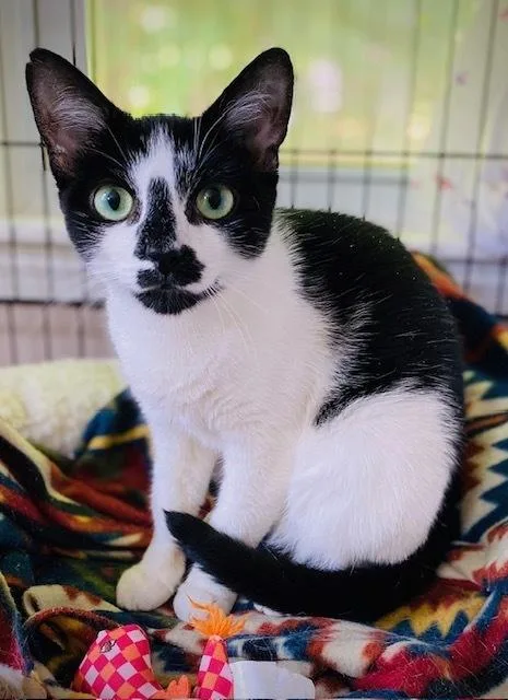 An adult medium-sized female Black & White / Tuxedo Domestic Short Hair cat named Trixie for adoption in Duxbury, MA