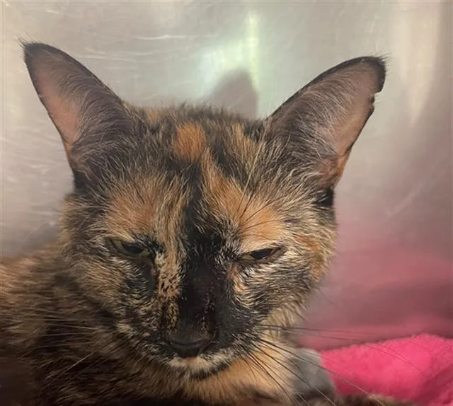 A young large-sized female Domestic Short Hair cat named Bee for adoption in Columbia, SC