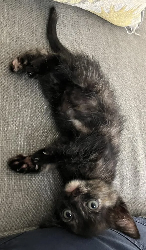 A baby small-sized female Tortoiseshell Domestic Short Hair cat named Salami for adoption in Oakdale, CA