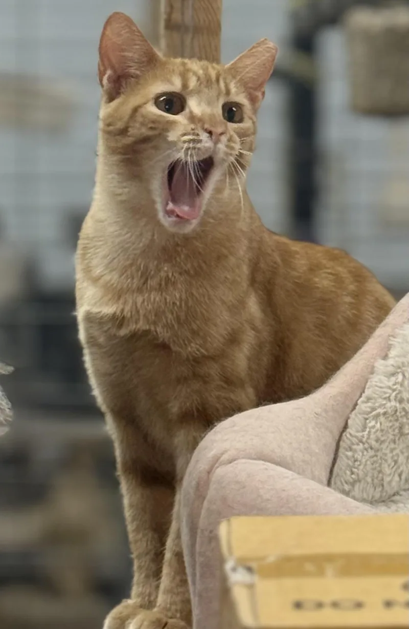 Ginger Polydactyl thumbnail 2